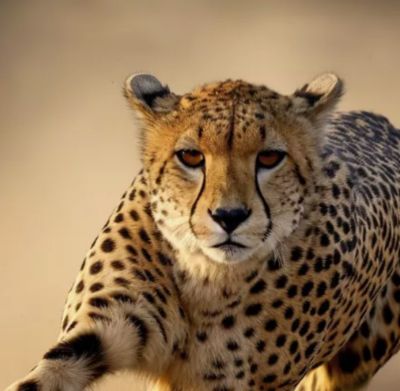cheetah running